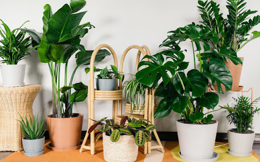 Tại sao nên trồng cây xanh trong nhà